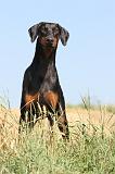 DOBERMANN 880